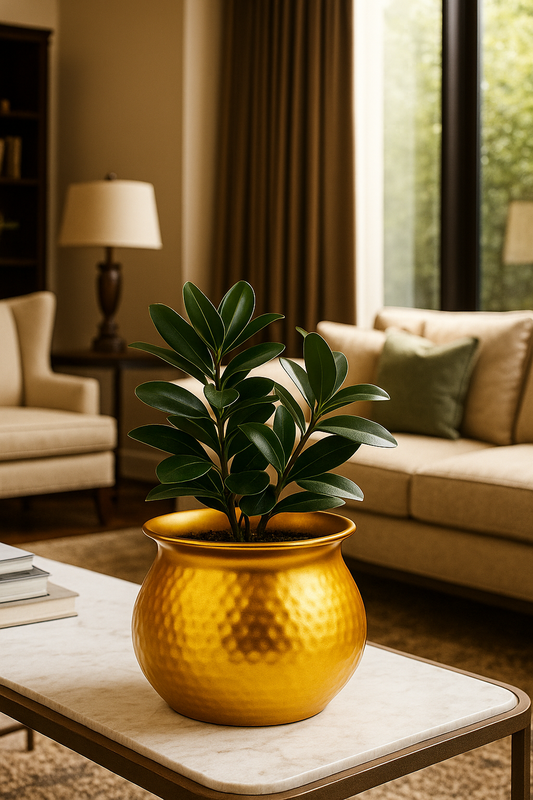 Zarista – Regal Roots in Golden Shine