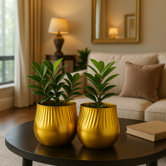 Lumora – Golden Light, Timeless Shine, (Buy 1 Get 1 Free)