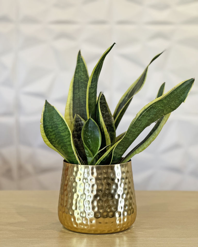 Regular Gold Hammered Planter